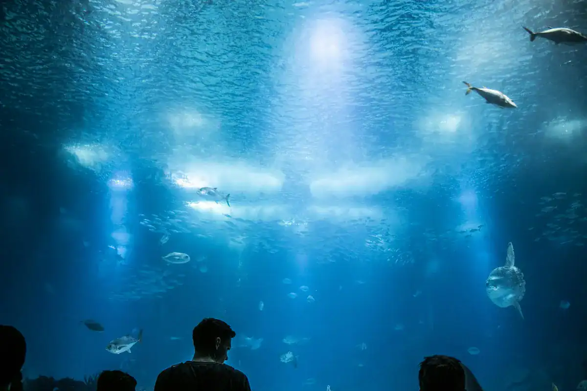 Visitors in front of the large aquarium in the Oceanário de Lisboa